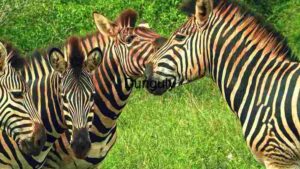 A Herd of Zebras in Their Natural Habitat