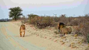 Lion Pair on a Dusty Road at Dusk