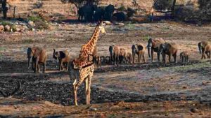 Savannah Gathering: A Wildlife Assembly at Dusk