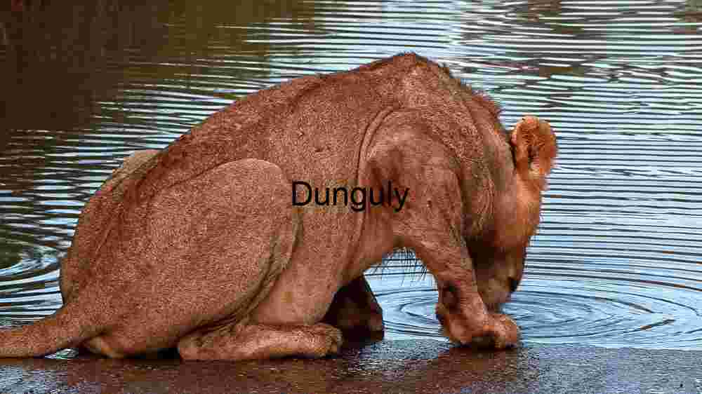 Thirsty Predator: A Lioness Quenching Her Thirst Drinking from Pond