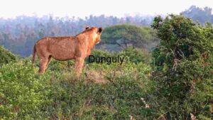 Majestic Lion Surveying the Savannah