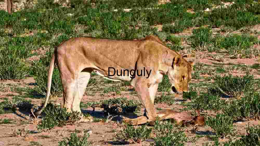 Predatory Instincts: A Lioness and Her Prey