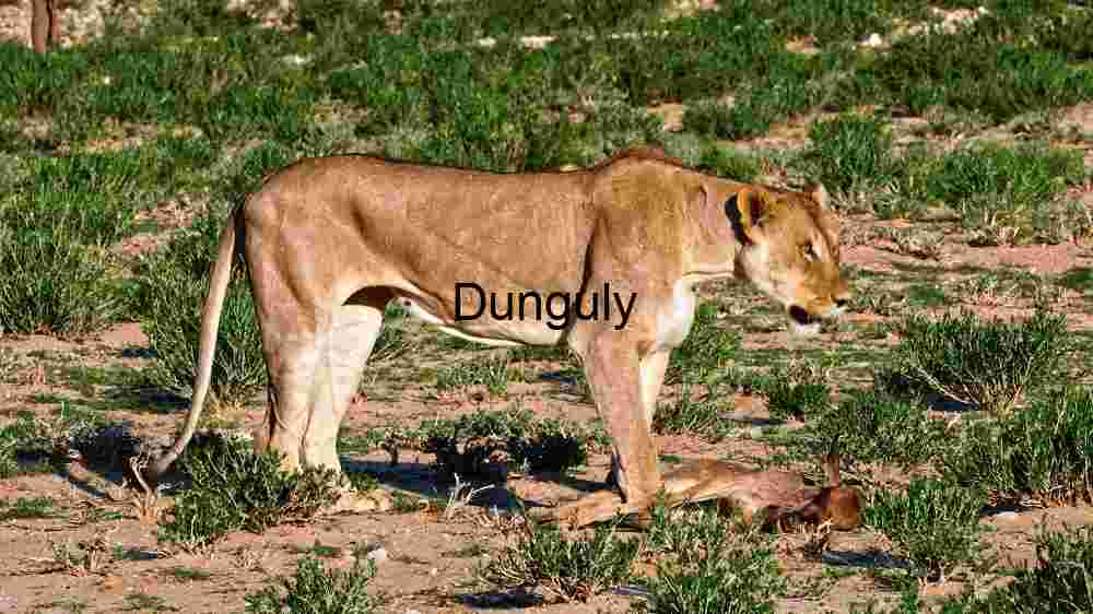 A Lioness with Her Prey