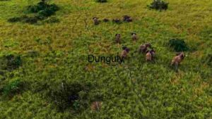 Grazing Elegance: A Herd of Elephants in Lush Green Meadow