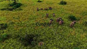 A Herd of Elephants Grazing in Lush Green Meadow
