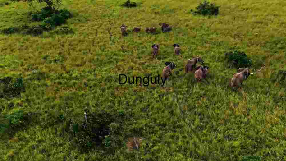 A Herd of Elephants Grazing in Lush Green Meadow