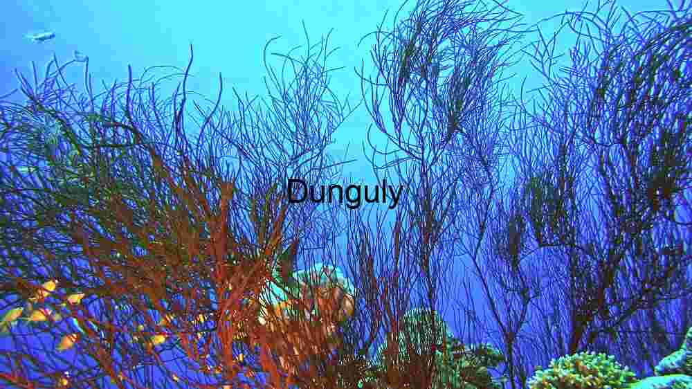 A Glimpse into Coral Reef Biodiversity