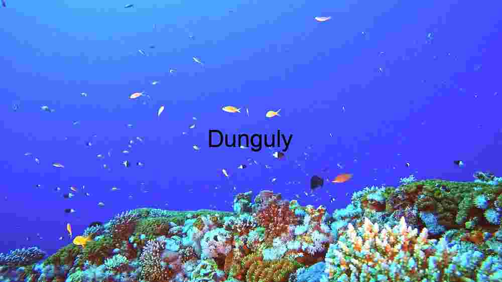 Underwater Serenity: A Glimpse into the Coral Reef Ecosystem