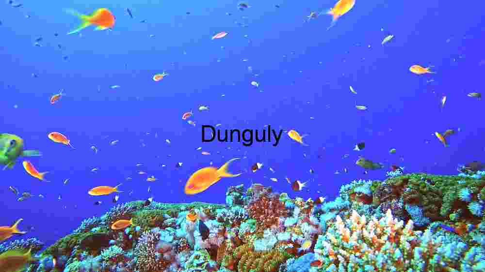 A Glimpse into the Coral Reef Ecosystem