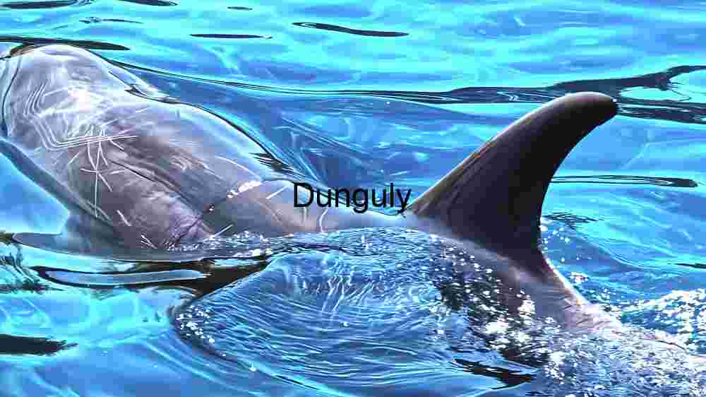 Graceful Dolphin in Crystal Blue Waters