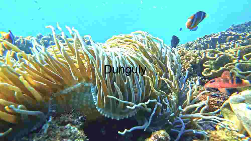 Underwater Marvel: A Glimpse of Coral Reef Biodiversity