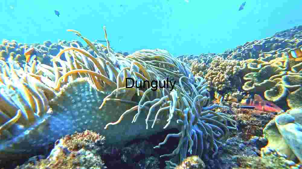 A Glimpse of Coral Reef Biodiversity