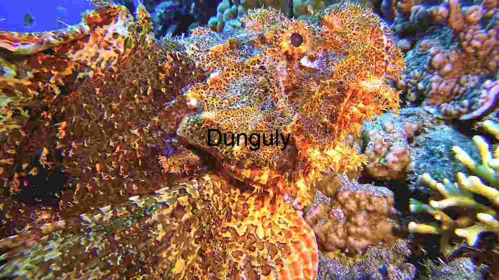 Camouflaged Wonders of the Deep: A Scorpionfish in its Natural Habitat