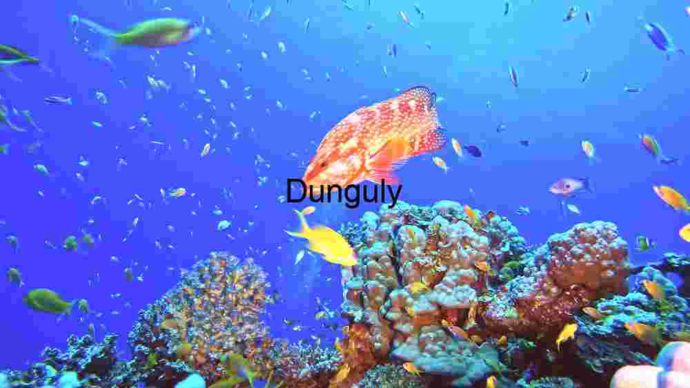 Camouflaged Wonders of the Deep: A Scorpionfish in its Natural Habitat