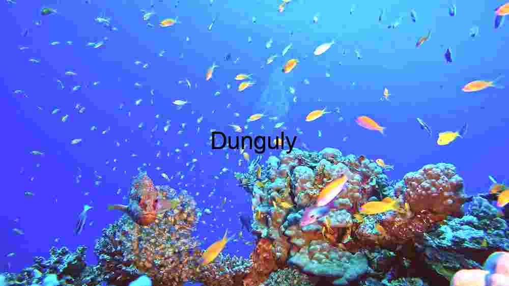 A Scorpion-fish in its Natural Habitat