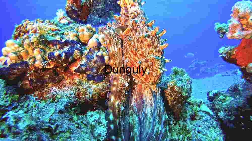 Vibrant Underwater Ecosystem: A Glimpse into Marine Biodiversity