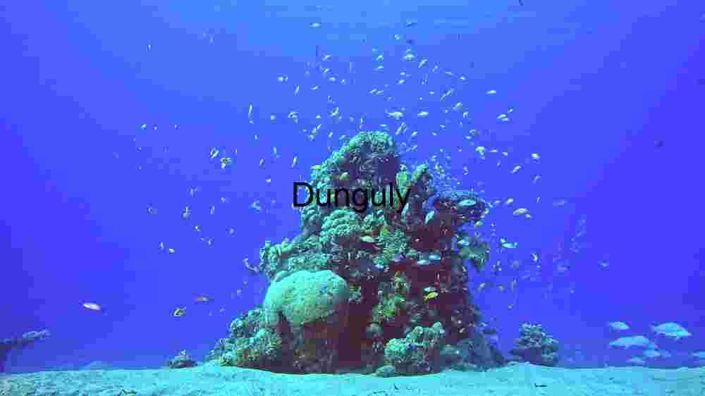 Camouflaged Wonders of the Deep