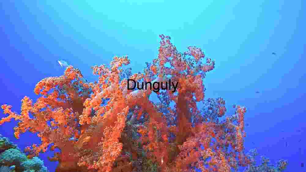 Vibrant Underwater Ecosystem: A Glimpse into Marine Biodiversity