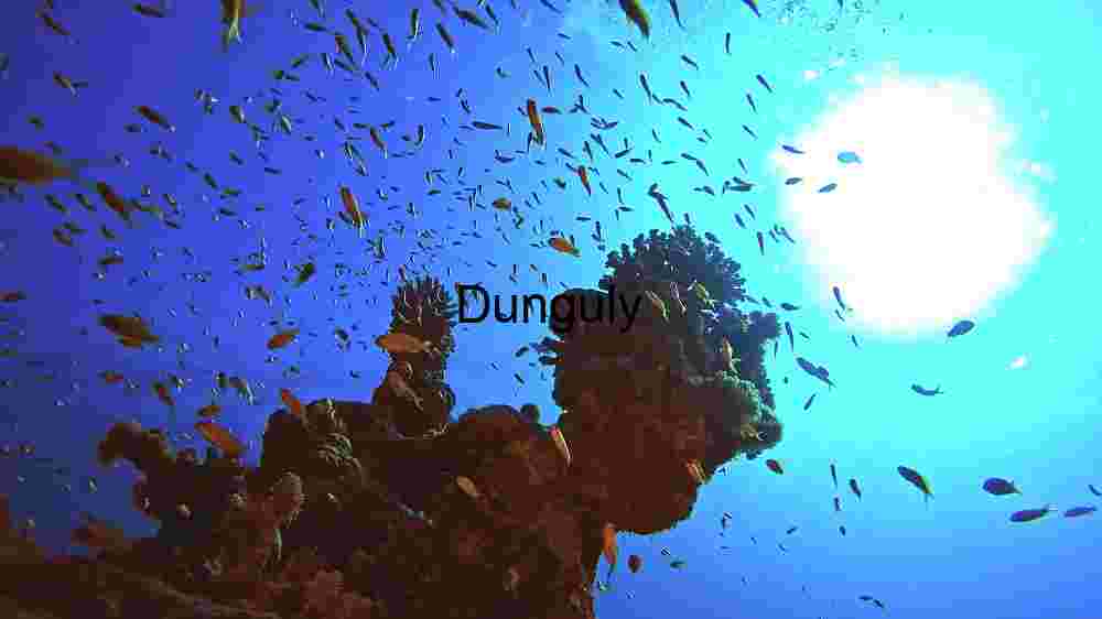 Underwater Serenity: A Glimpse into the Coral Reef Ecosystem