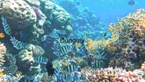 Underwater Serenity: A Coral Reef Ecosystem