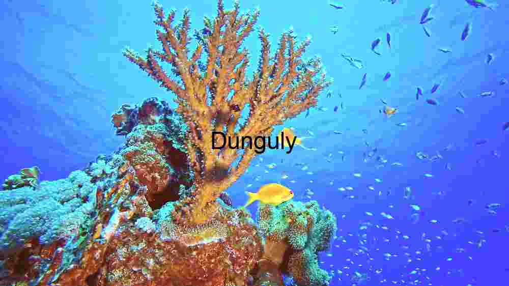 Underwater Coral Reef Ecosystem