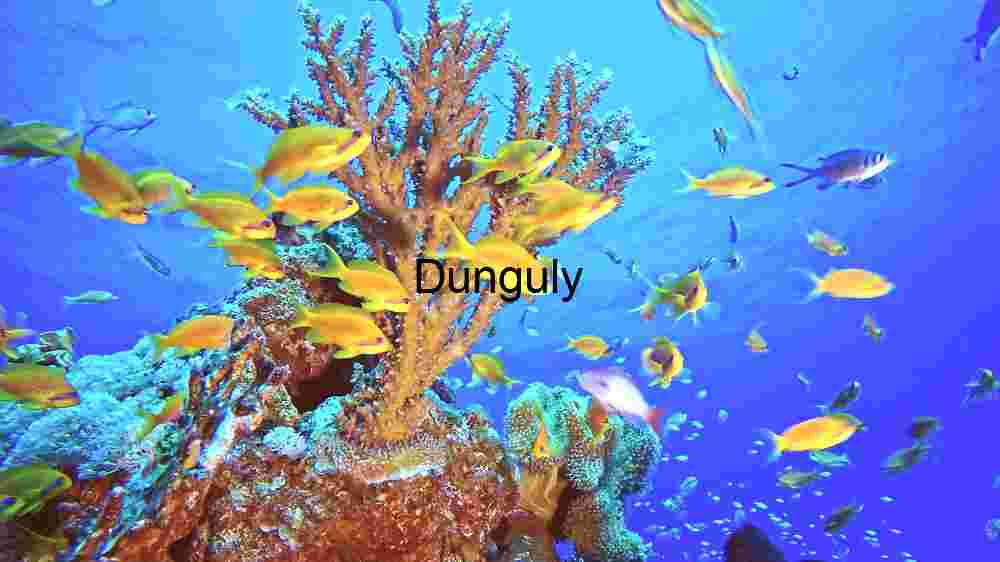 Coral Reef Ecosystem