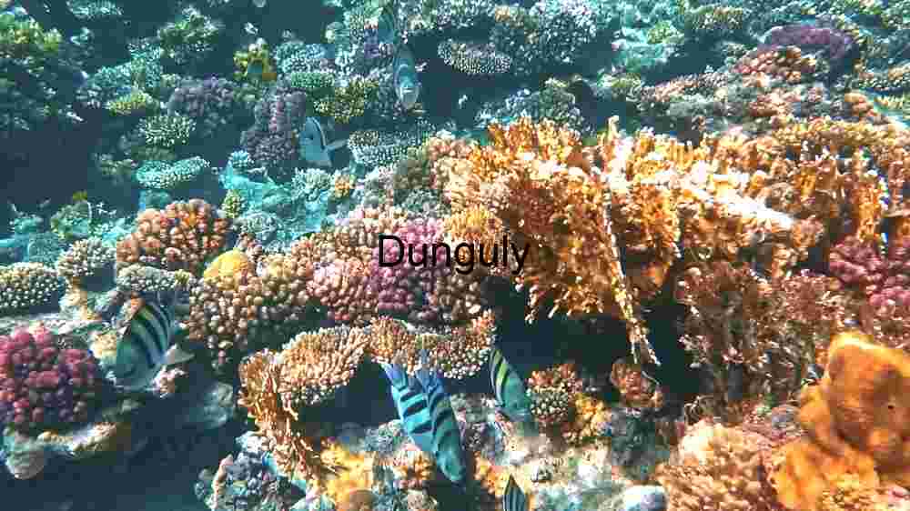 Underwater Coral Reef Ecosystem