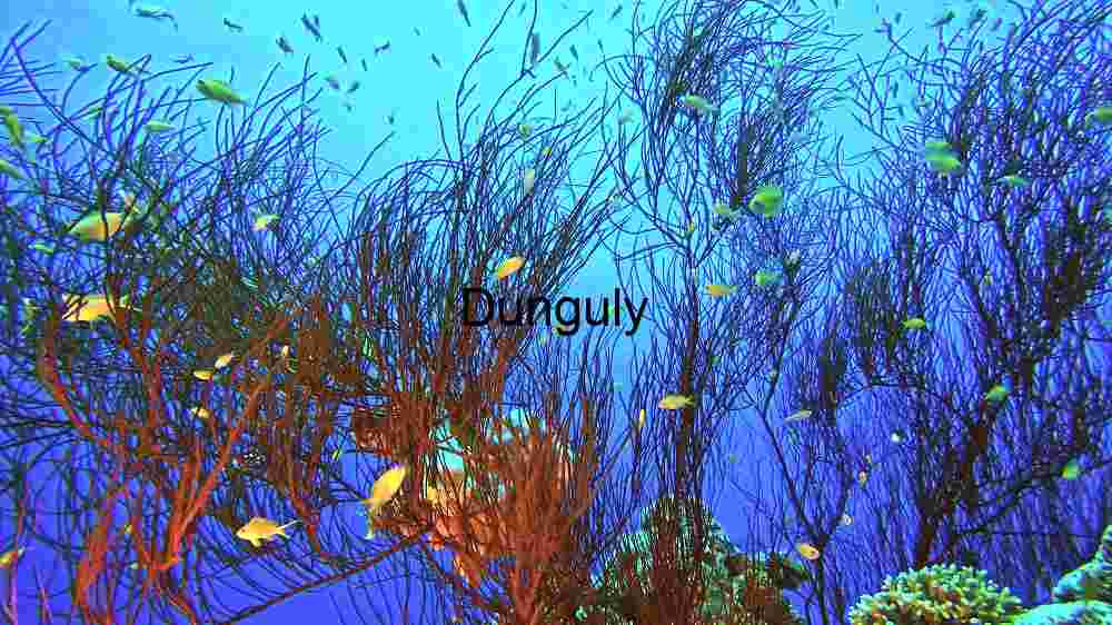 Underwater Coral Reef Ecosystem