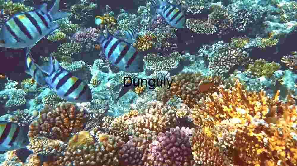 Underwater Serenity: A Glimpse of Coral Reef Life