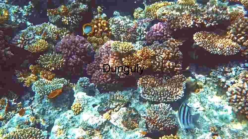 A Glimpse of Coral Reef Life