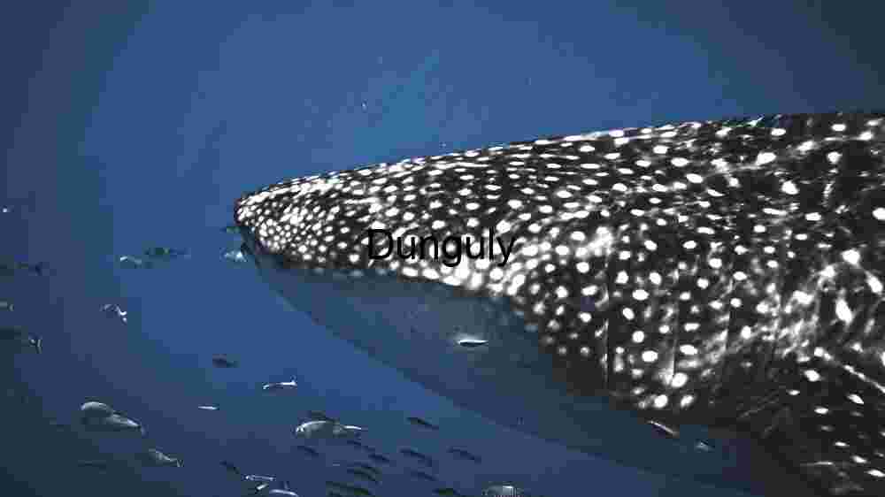 Majestic Whale Shark Encounter