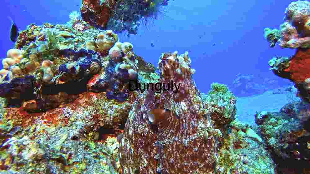 A Glimpse into Marine Biodiversity