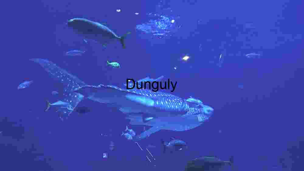 Majestic Whale Shark Encounter