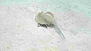 Solitary Stingray in Sandy Shallows