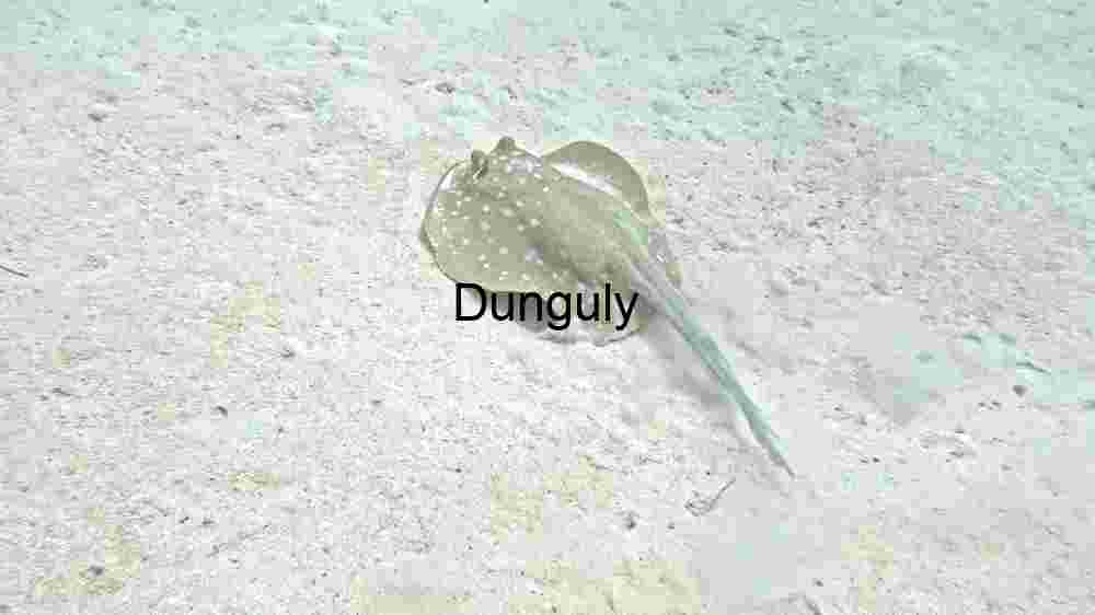 Solitary Stingray in Sandy Shallows