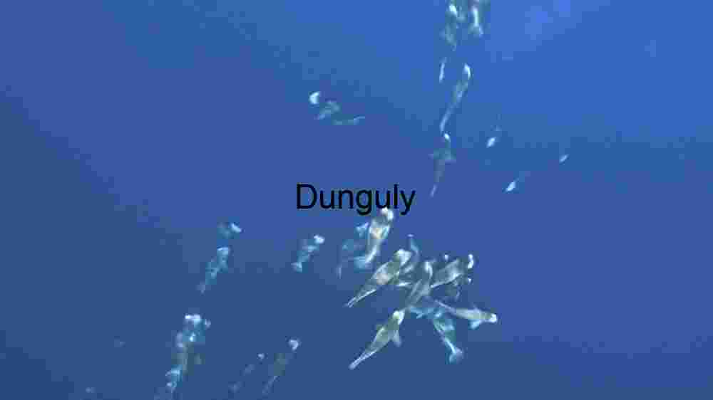 Underwater Serenity: A School of Fish in the Deep Blue