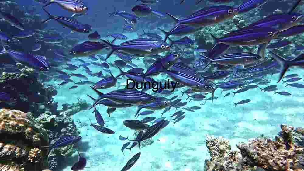 Underwater Serenity: A School of Fish in Their Natural Habitat