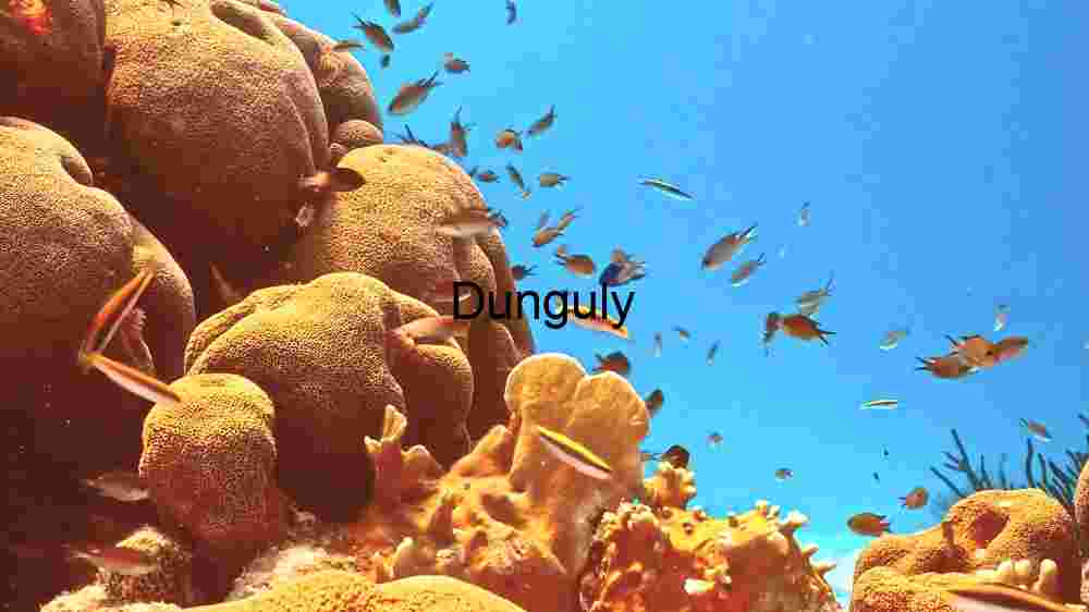 Underwater Oasis: A Glimpse into Coral Reef Biodiversity