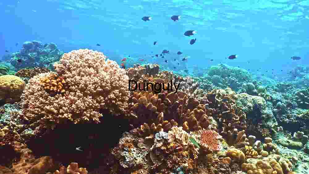 Underwater Coral Reef Ecosystem