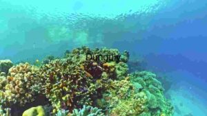 Underwater Marvels: A Coral Reef Ecosystem