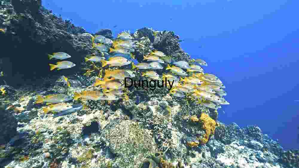 Underwater Serenity: A School of Tropical Fish