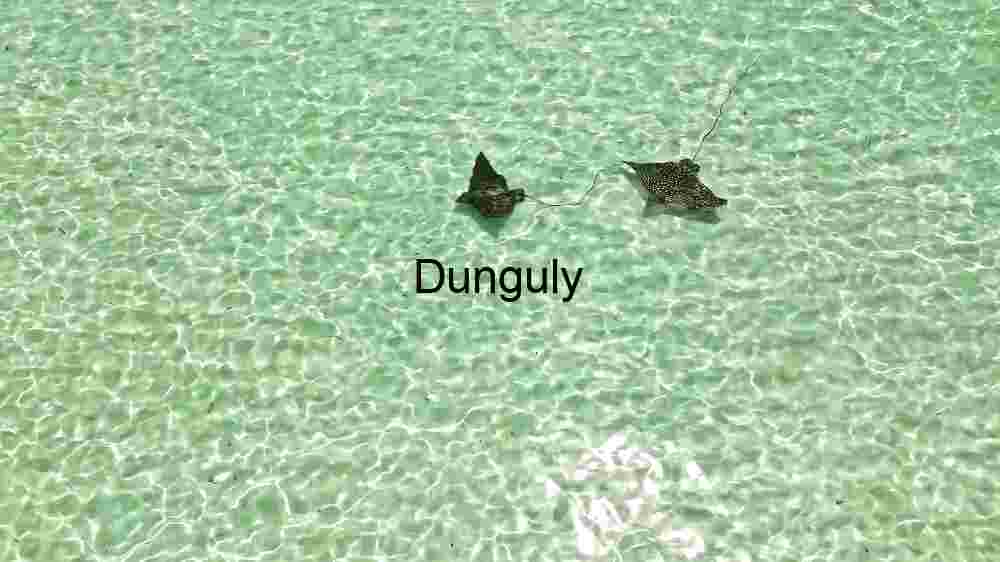 Underwater Serenity: A School of Tropical Fish