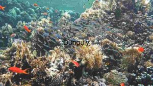 Underwater Serenity: A School of Tropical Fish