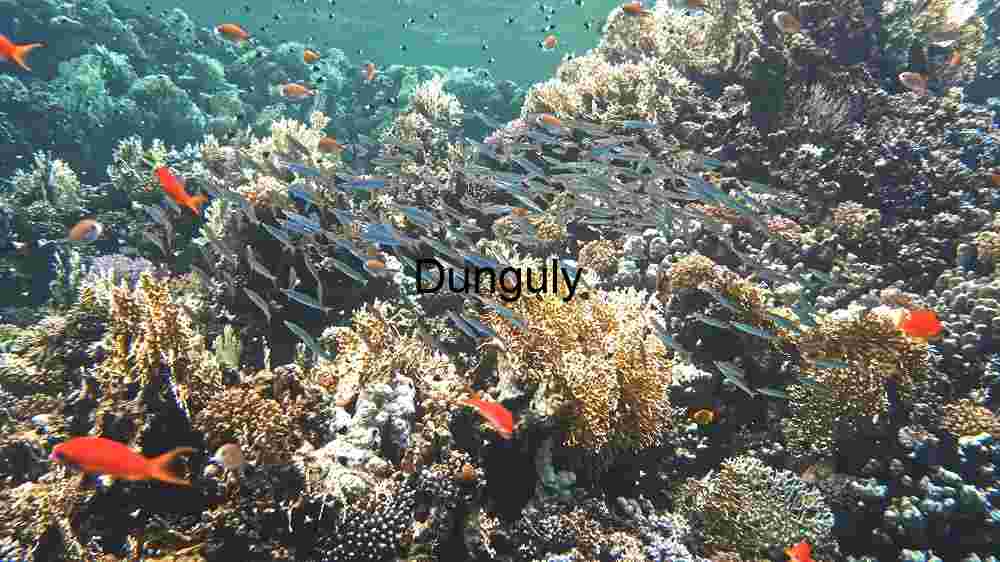 Underwater Serenity: A School of Tropical Fish