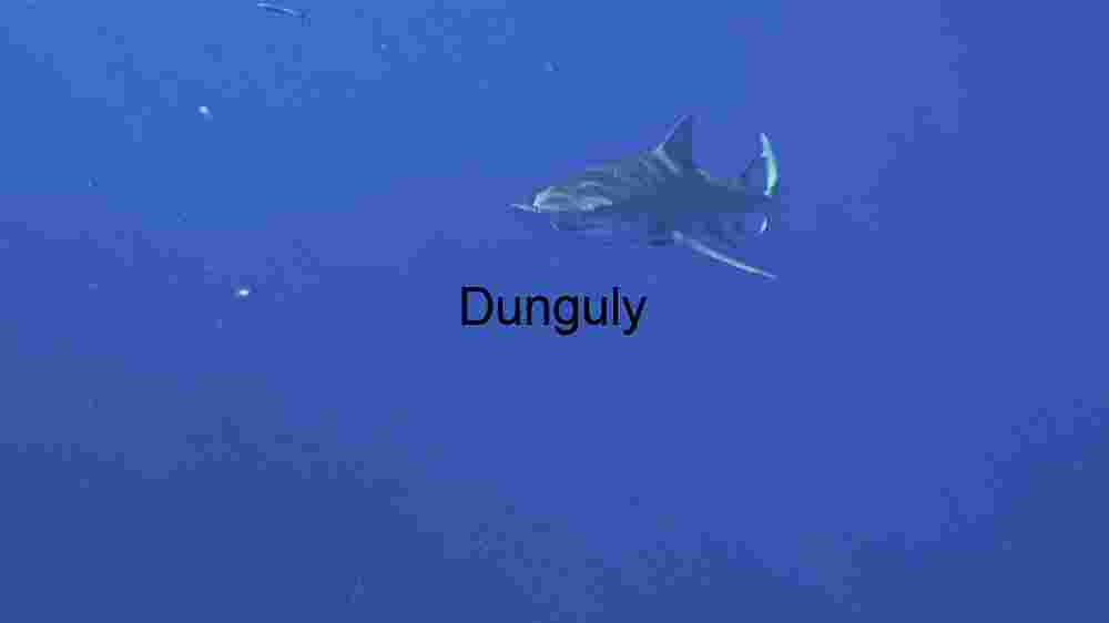 Solitary Shark in the Deep Blue