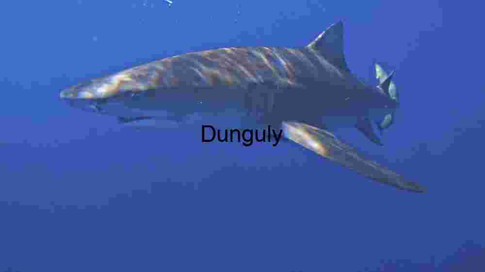 Shark in the Deep Blue