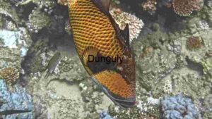 Underwater Majesty: A Close Encounter