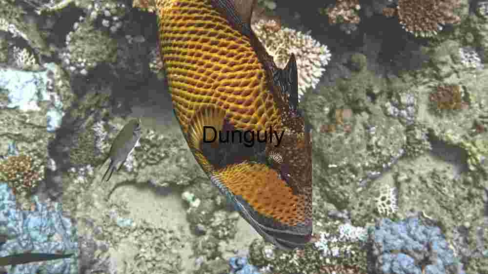 Underwater Majesty: A Close Encounter