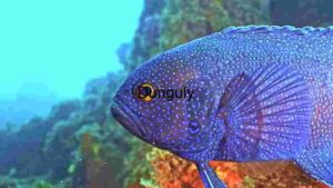 Vivid Underwater Marvel: The Blue Spotted Fish
