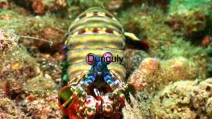 Vibrant Mantis Shrimp in its Natural Habitat